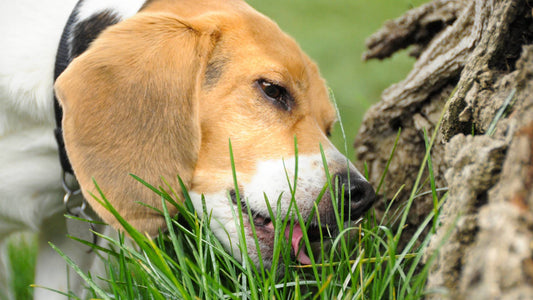 Why Do Dogs Eat Grass?