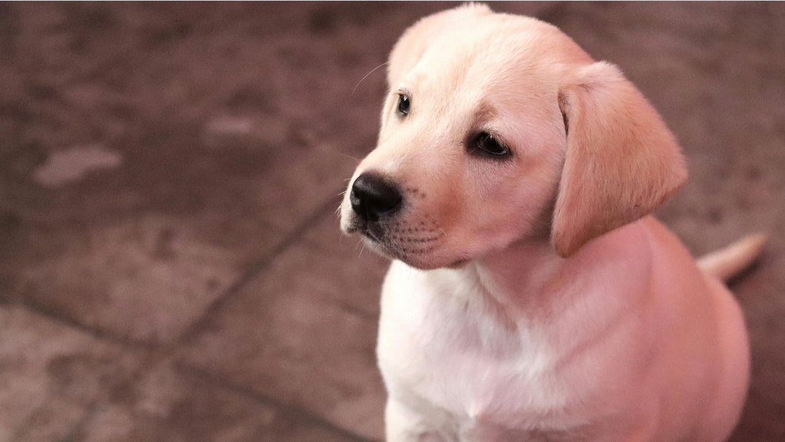 Why Is My Puppy Scared of a New Chew?