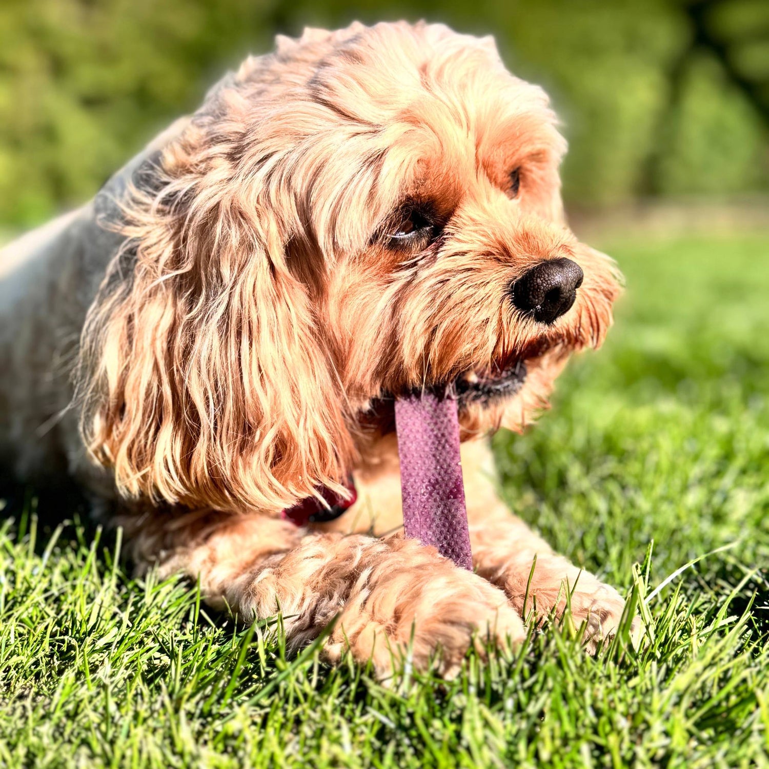 Dog treats and chews