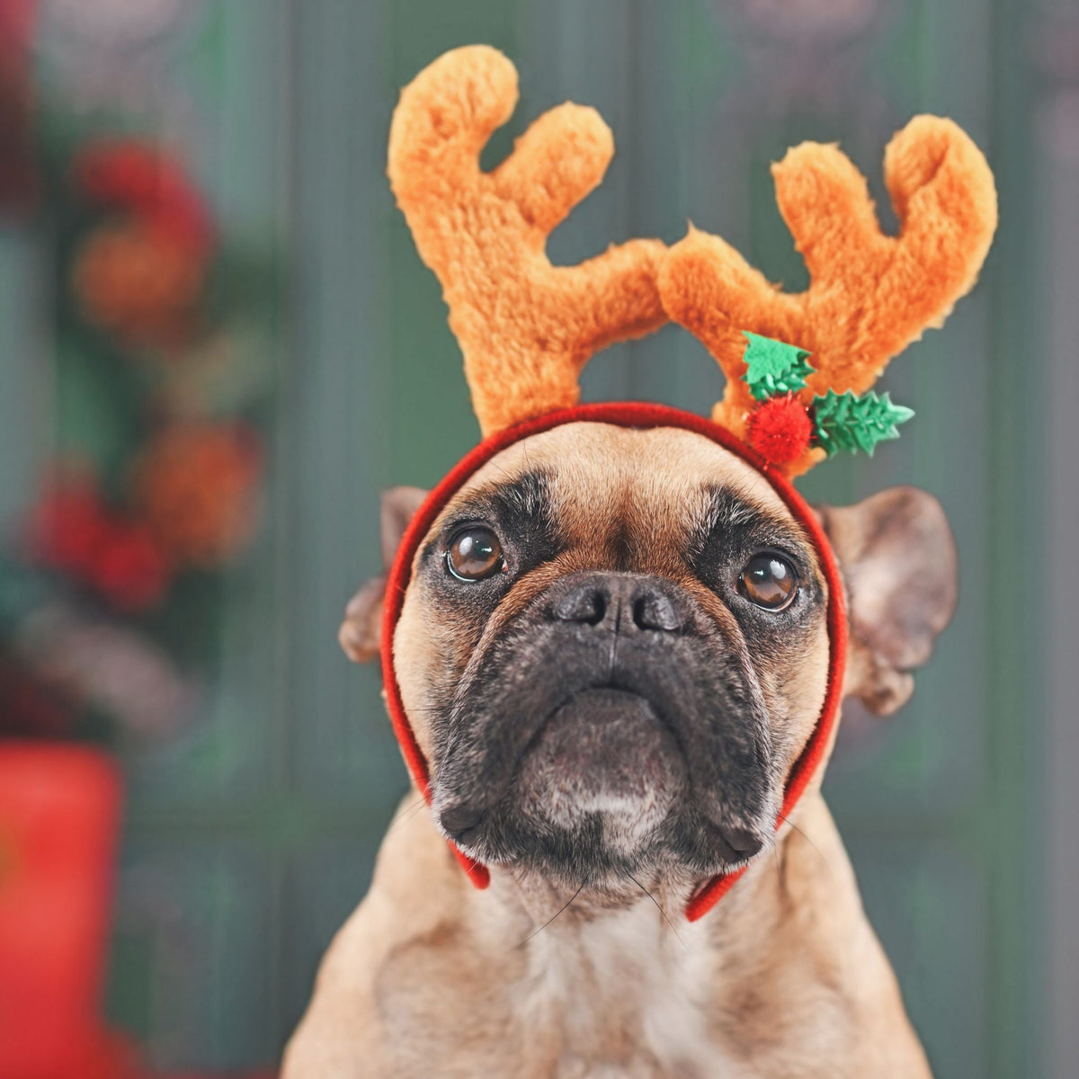 Christmas Dog Toys