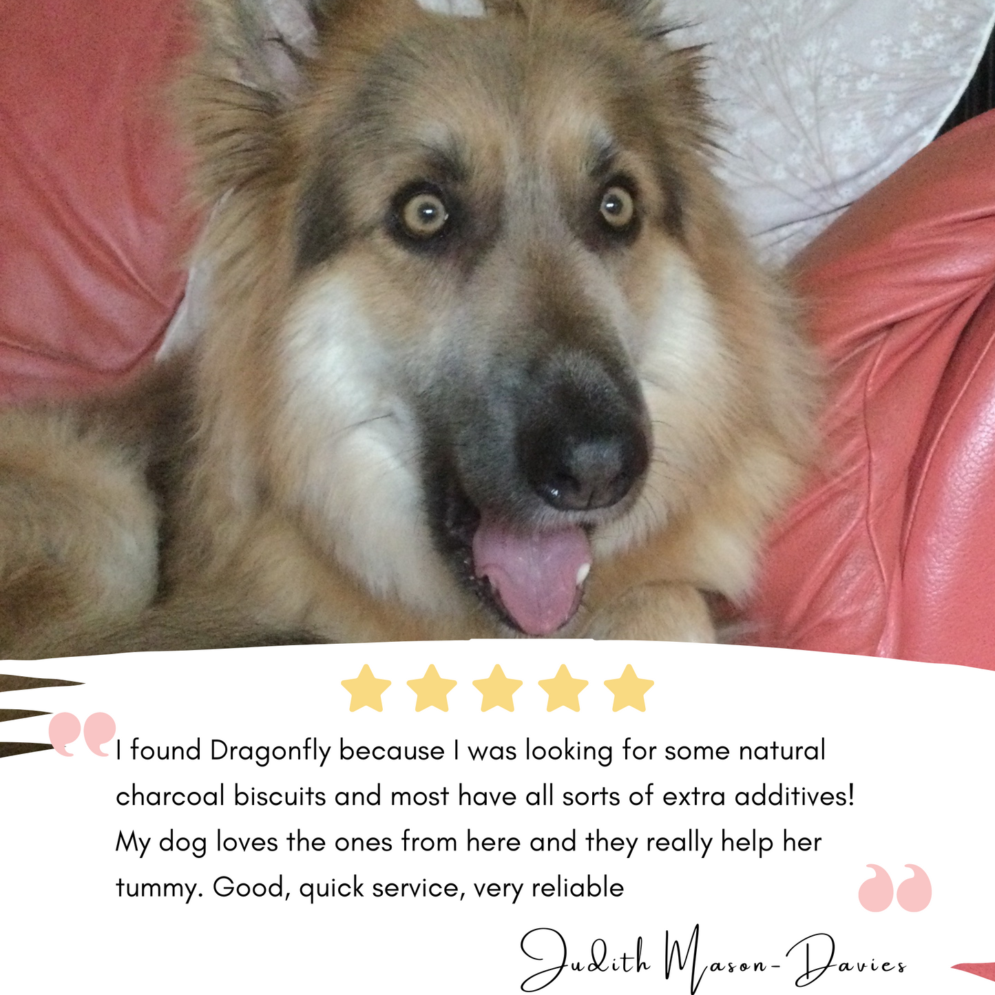 Charcoal Biscuits for Dogs Dragonfly Products