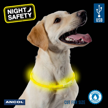 Ancol Flashing Dog Band Collar on dog