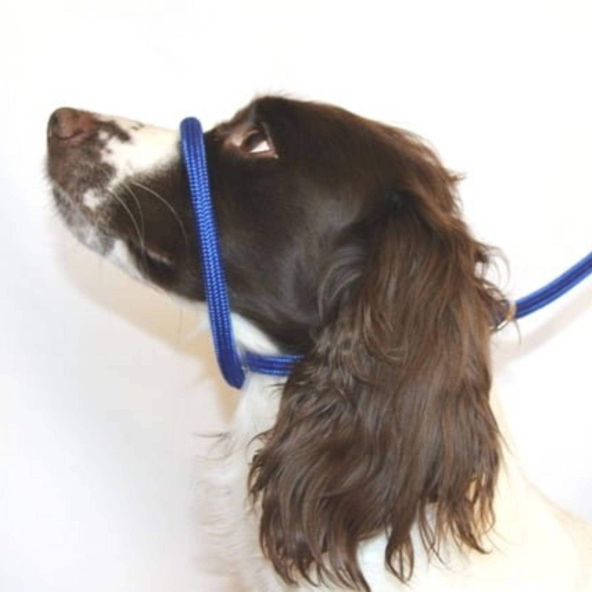 DOG & FIELD FIGURE 8 LEAD BLUE