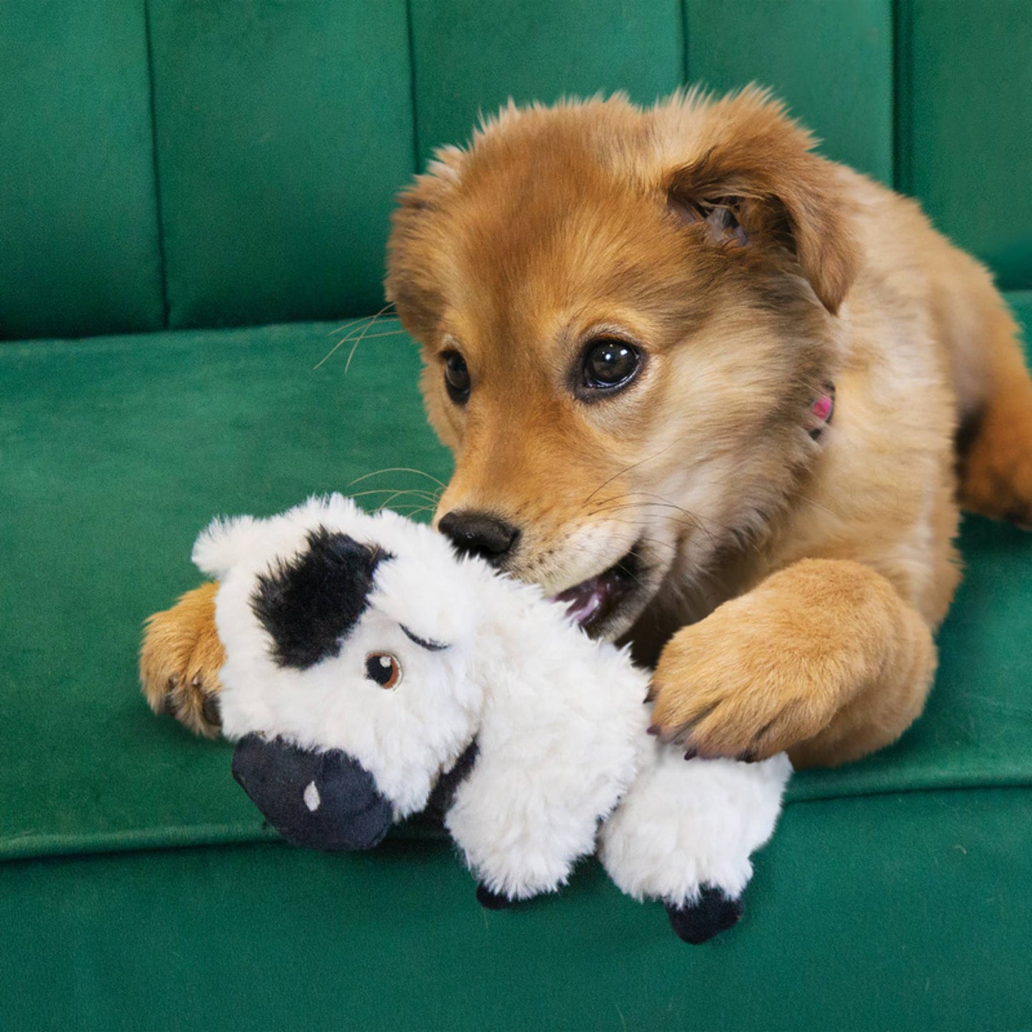 Dog playing with KONG Comfort Tykes cow dog toy