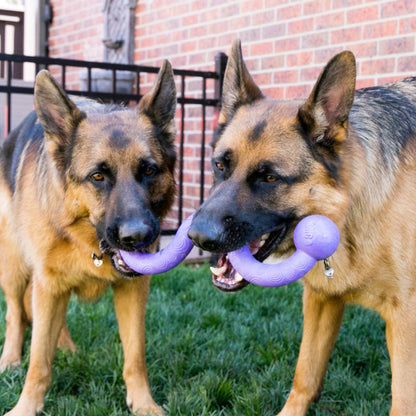 Dogs playing with KONG Ogee Stick