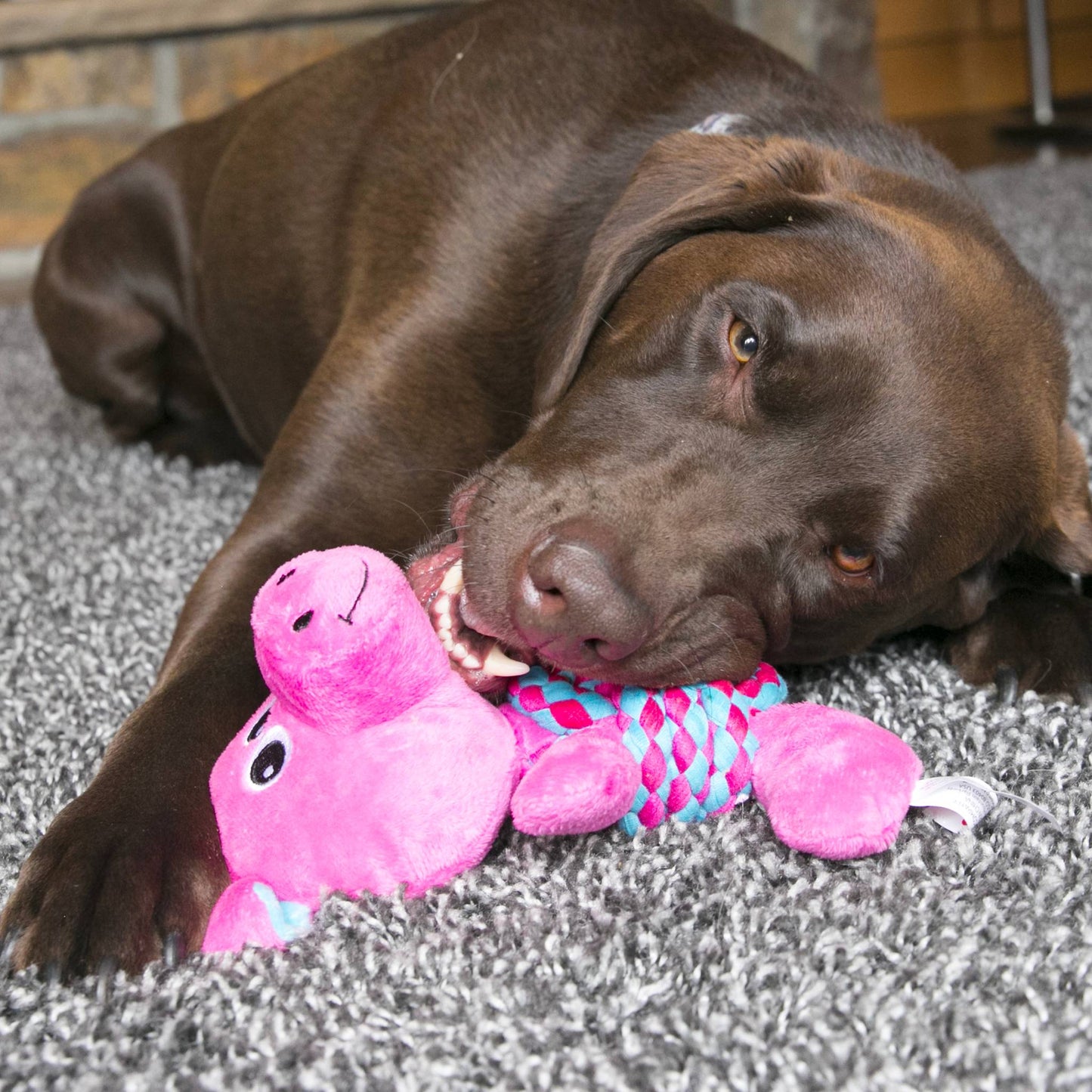 dog playing with Kong soft pig toy