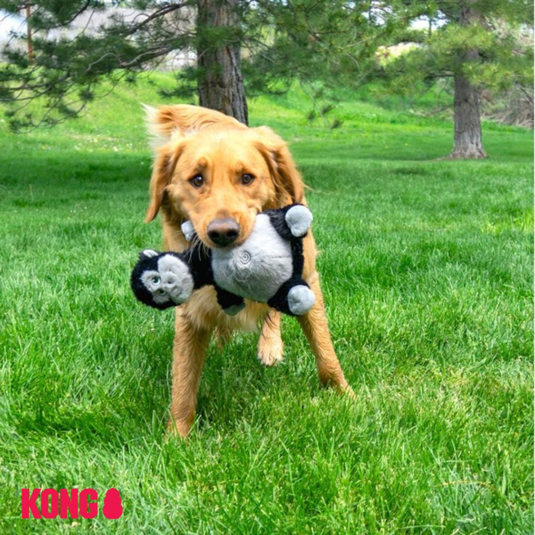Dog playing with KONG Belly Knots Gorilla
