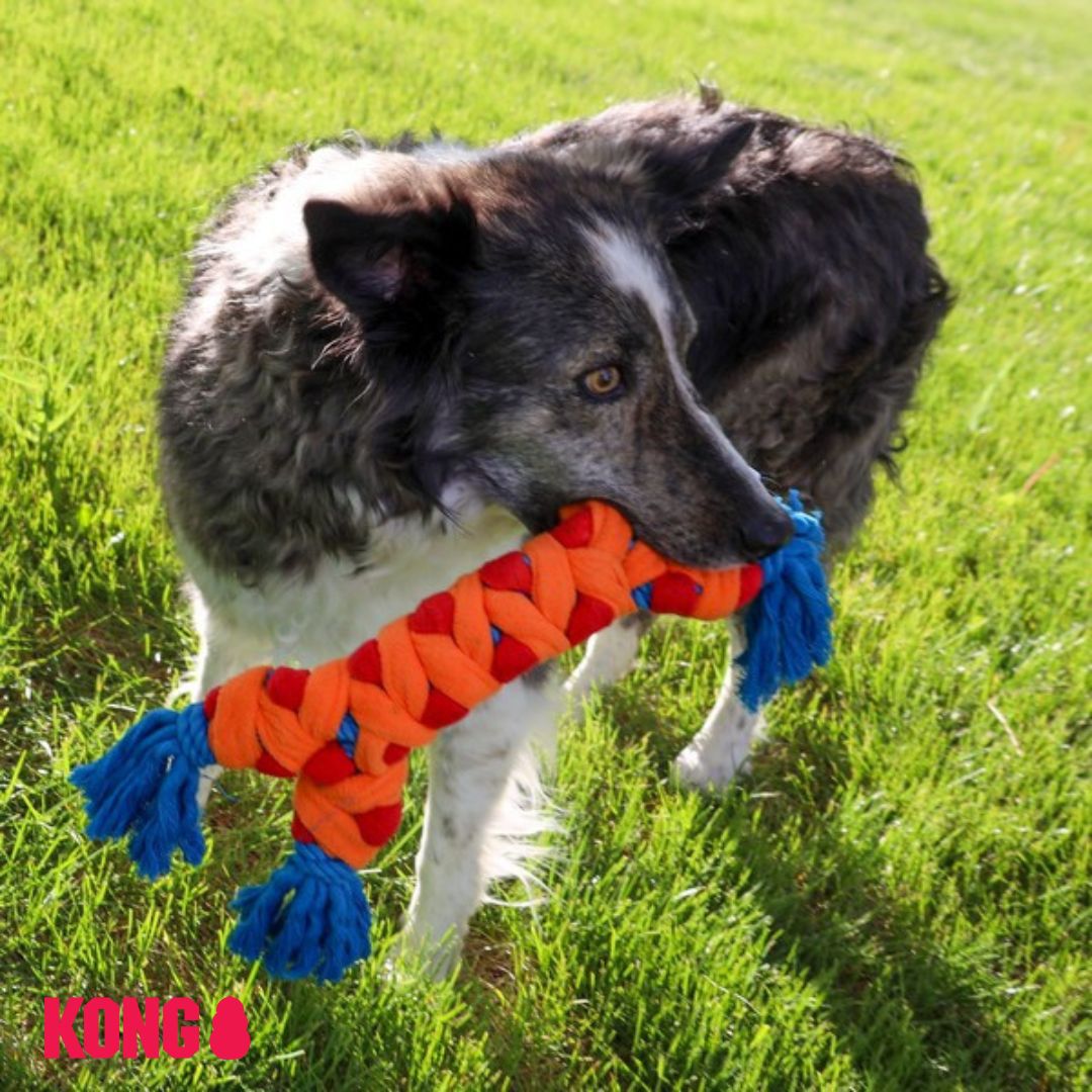 Dog playing with KONG Rope Rally Bone