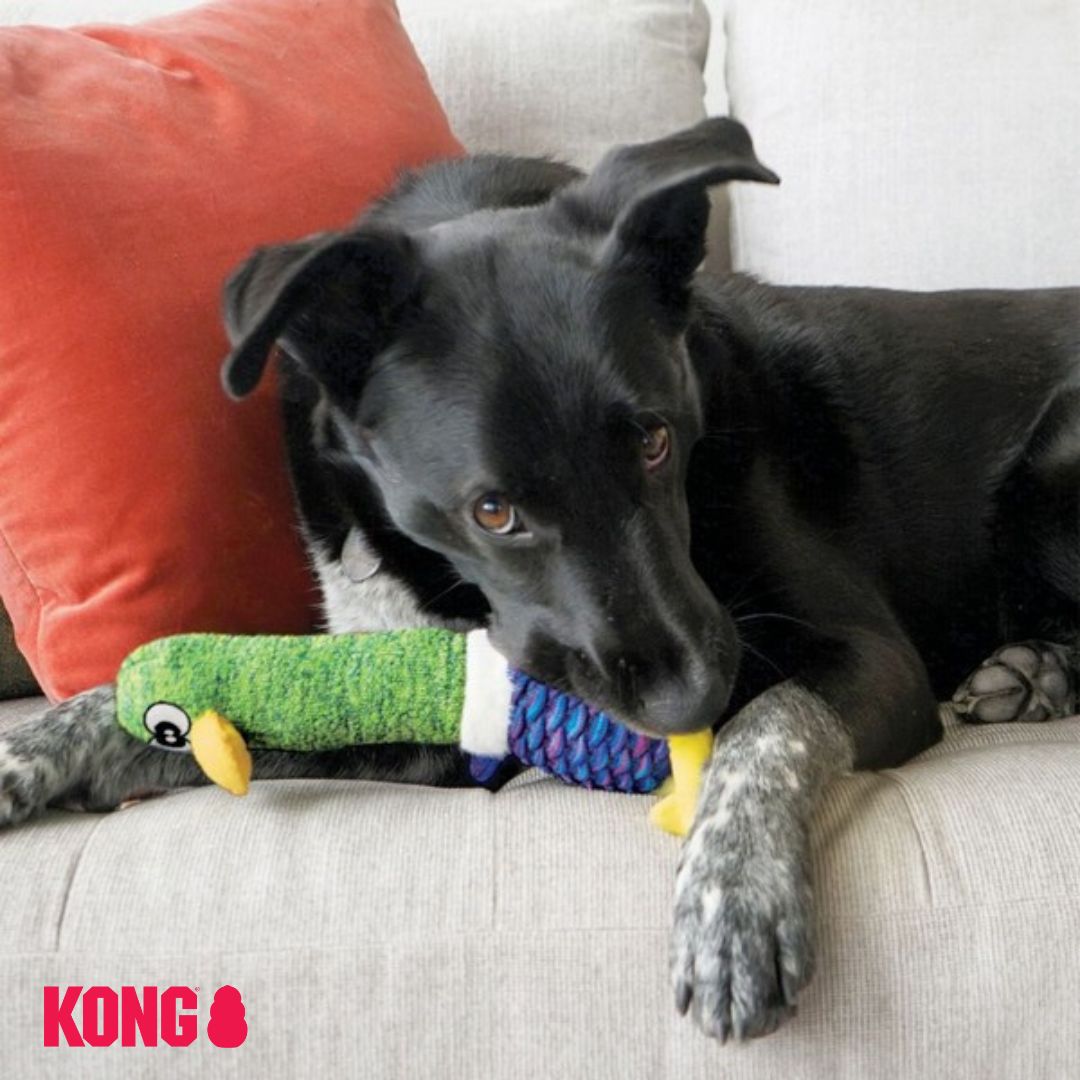 KONG Shakers Cuckoos