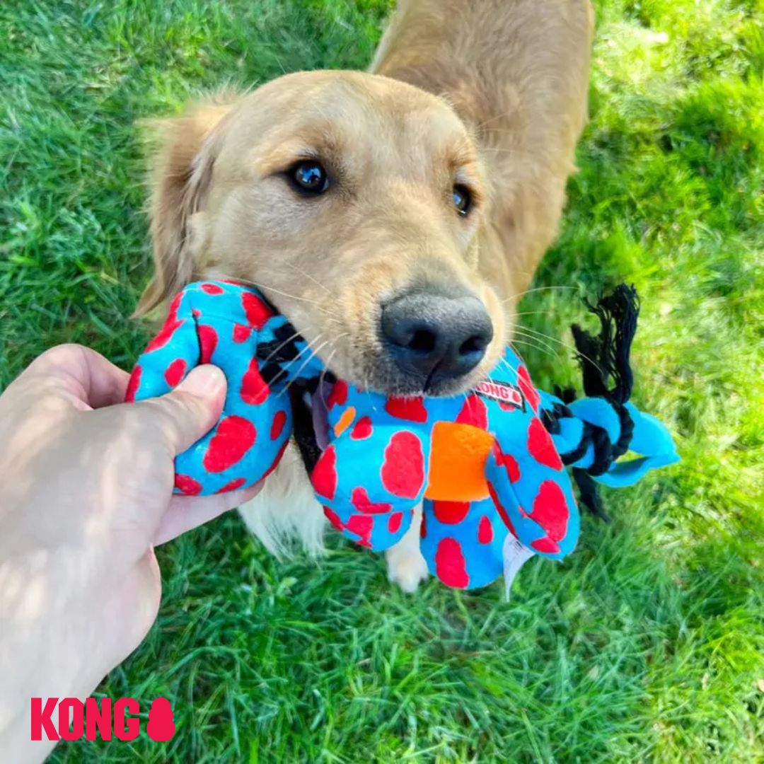 Dog playing with KONG Signature Dynos blue