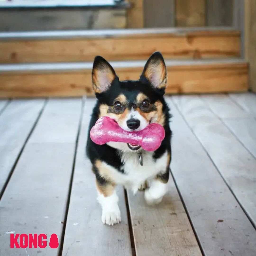 KONG Squeez Crackle Bone