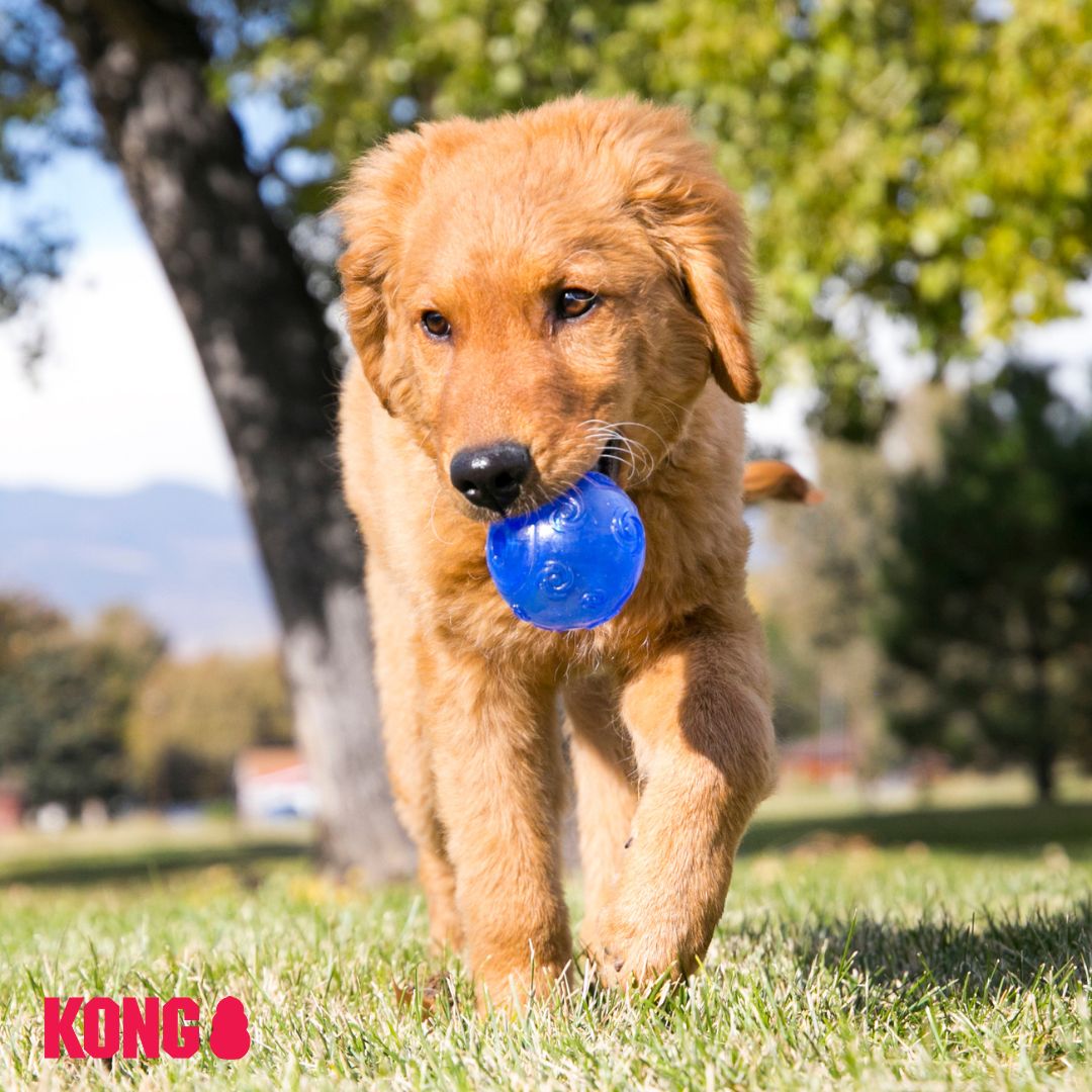 KONG Squeezz™ Ball