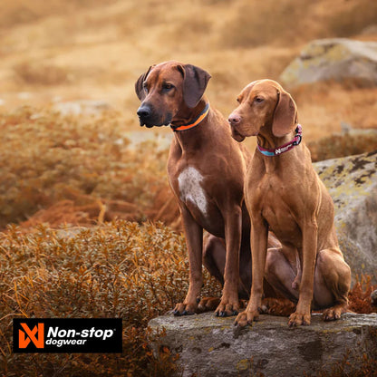 Non-Stop Dogwear Trail Quest Dog Collar