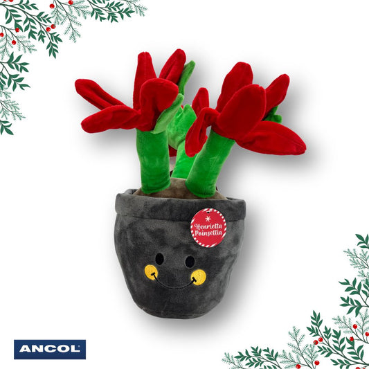 Ancol Henrietta Poinsettia