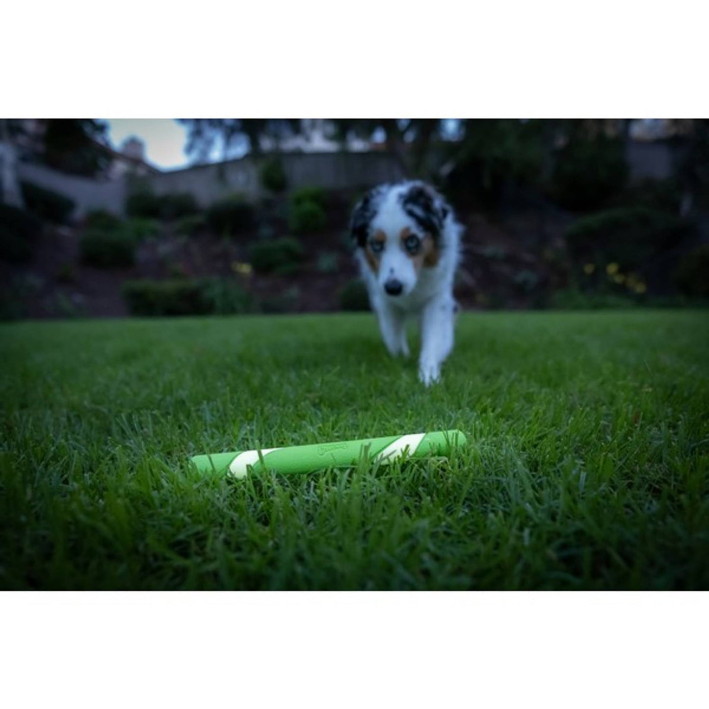 dog with chuckit max glow stick