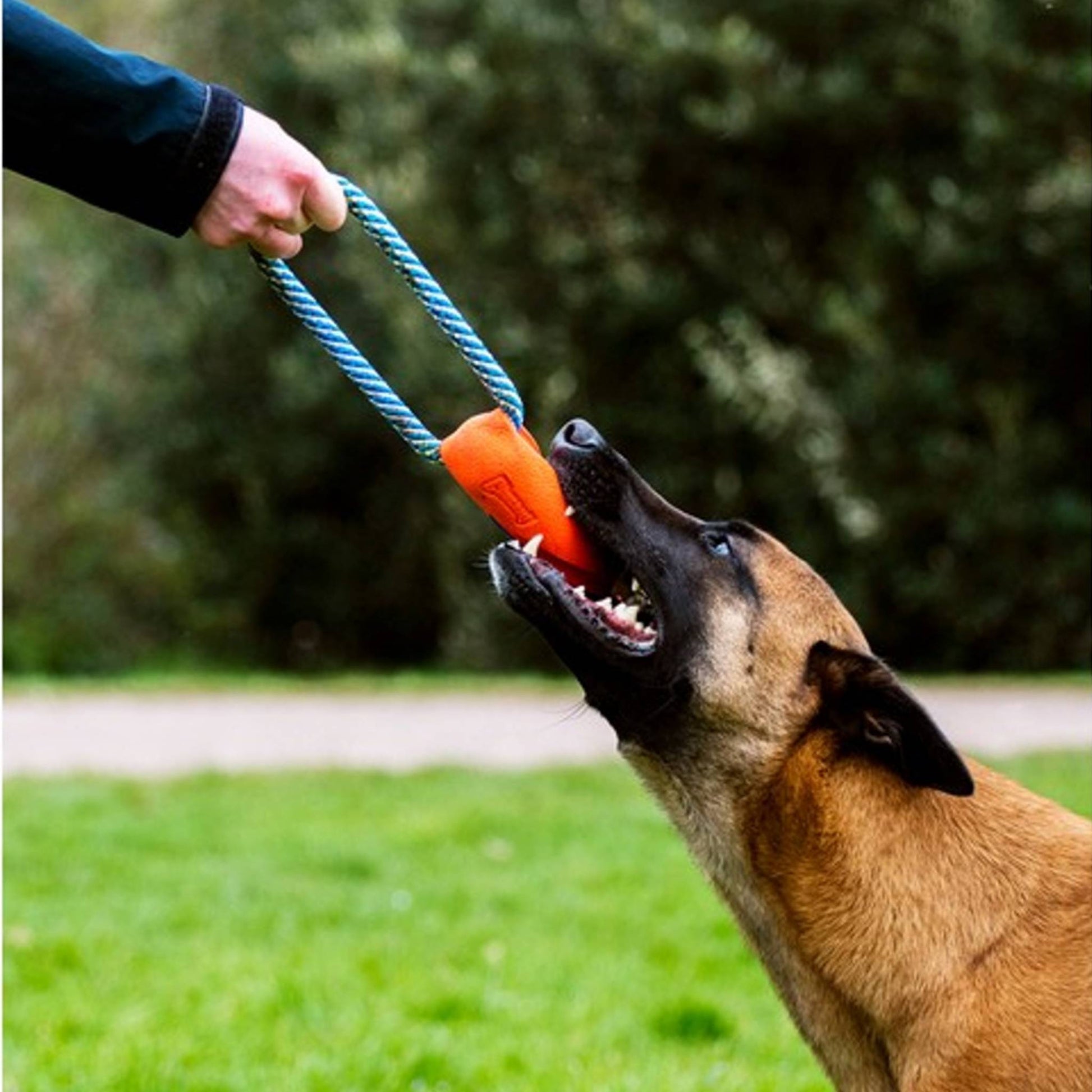 Dog playing  with Chuckit! ultra bumper tug toy