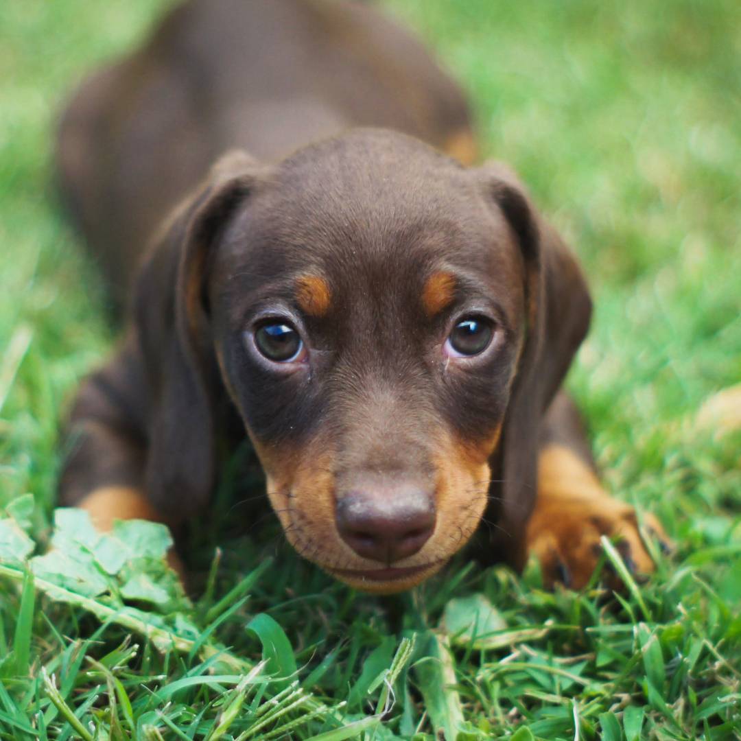 Puppy & Sensitive