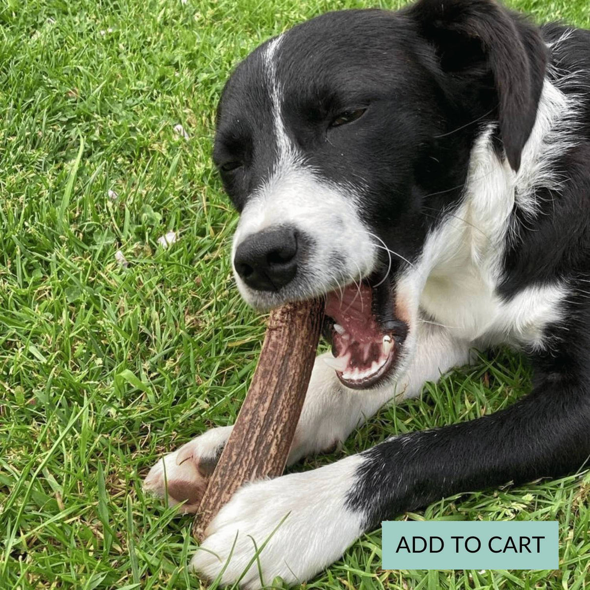 Dental Chews