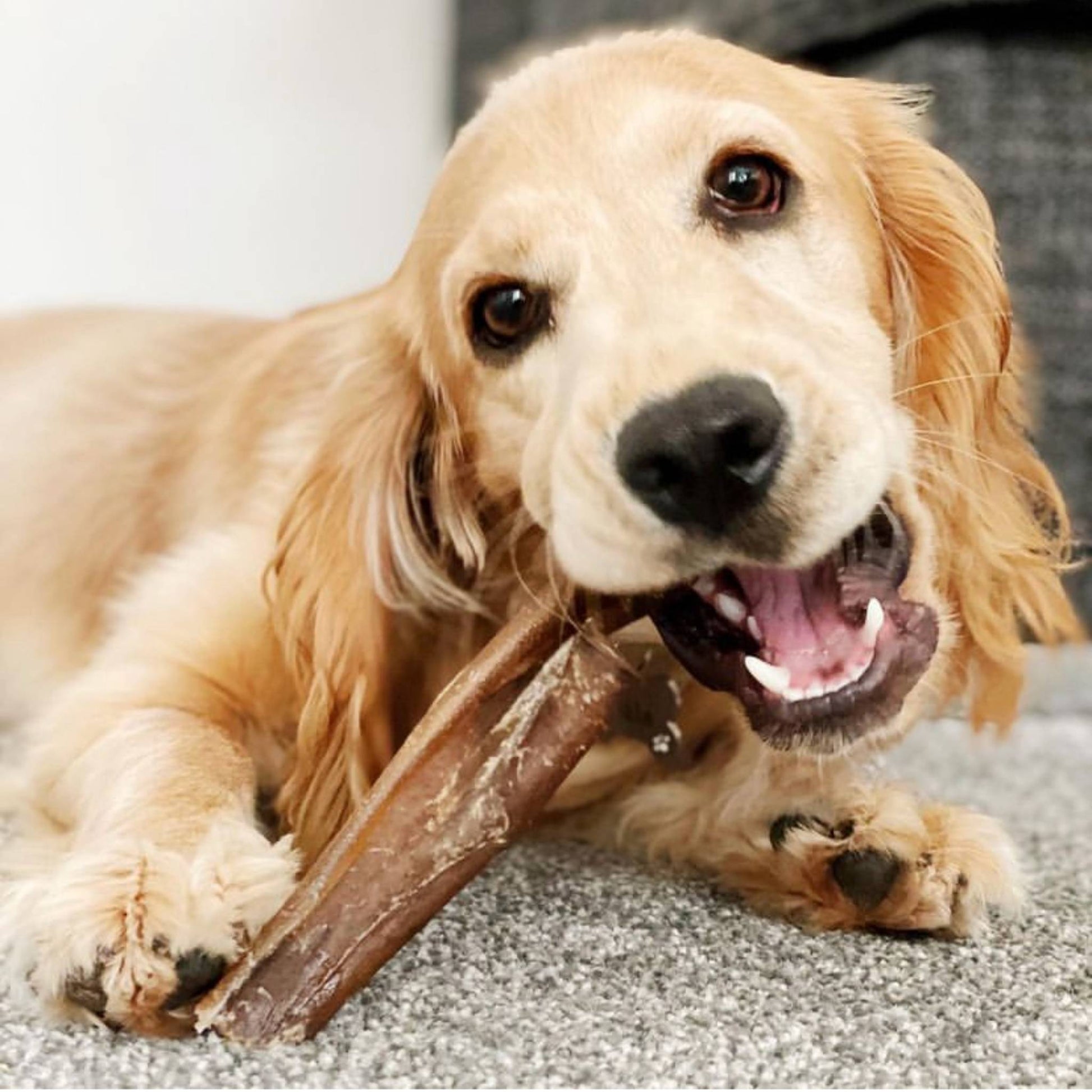 Retriever eating a deer skin chew