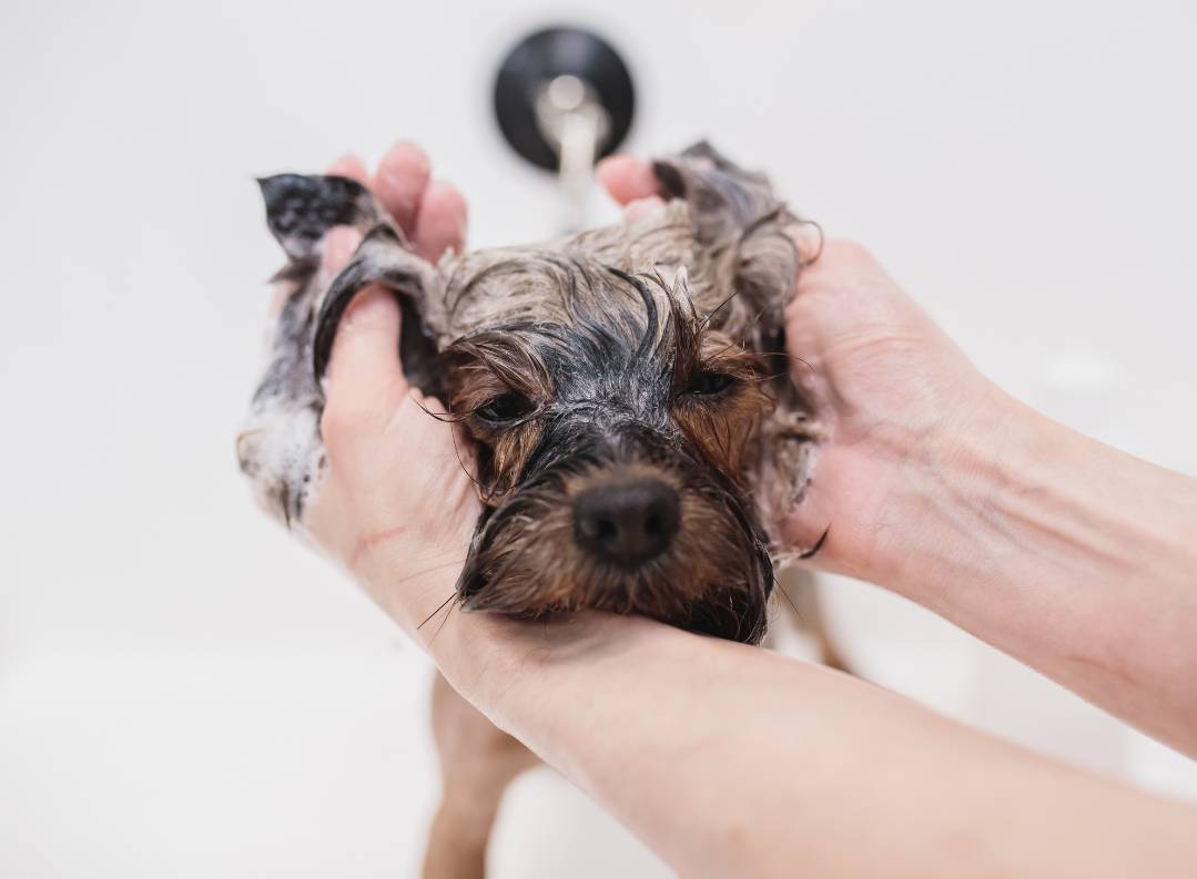 Grooming