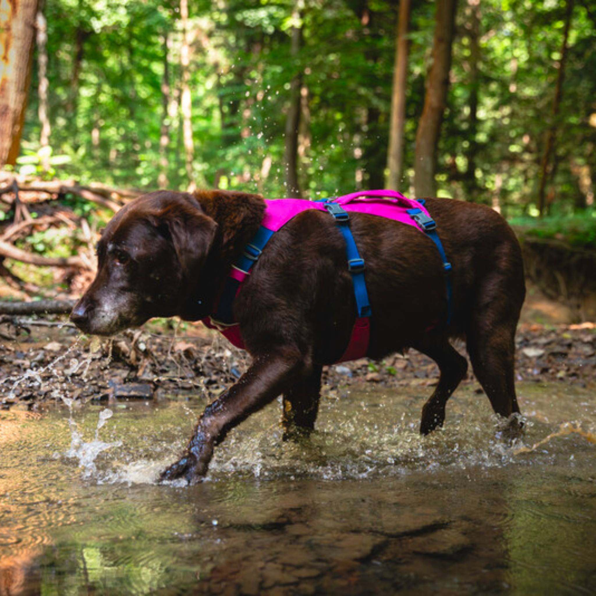 Ruffwear Flagline Dog Harness Dragonfly Products