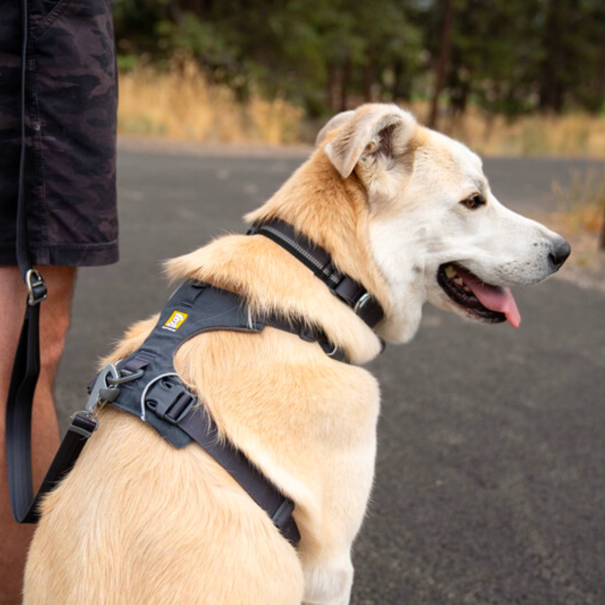 Ruffwear Front Range Dog Harness Dragonfly Products