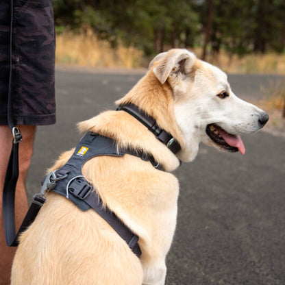 dog wearing front range harness basalt gray
