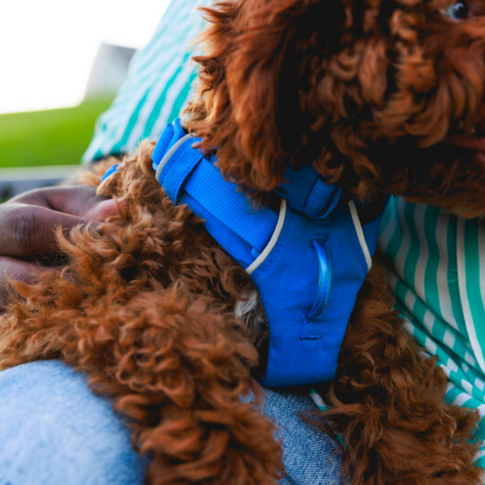 Ruffwear Front Range Dog Harness Dragonfly Products