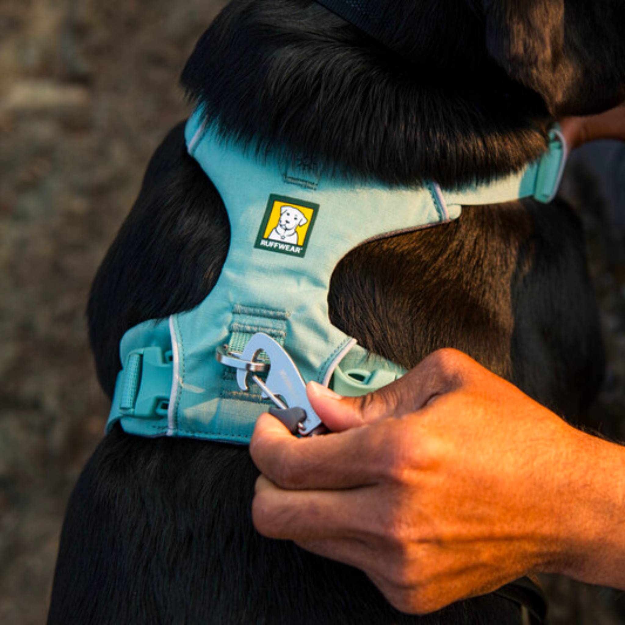 Ruffwear Front Range Dog Harness Dragonfly Products