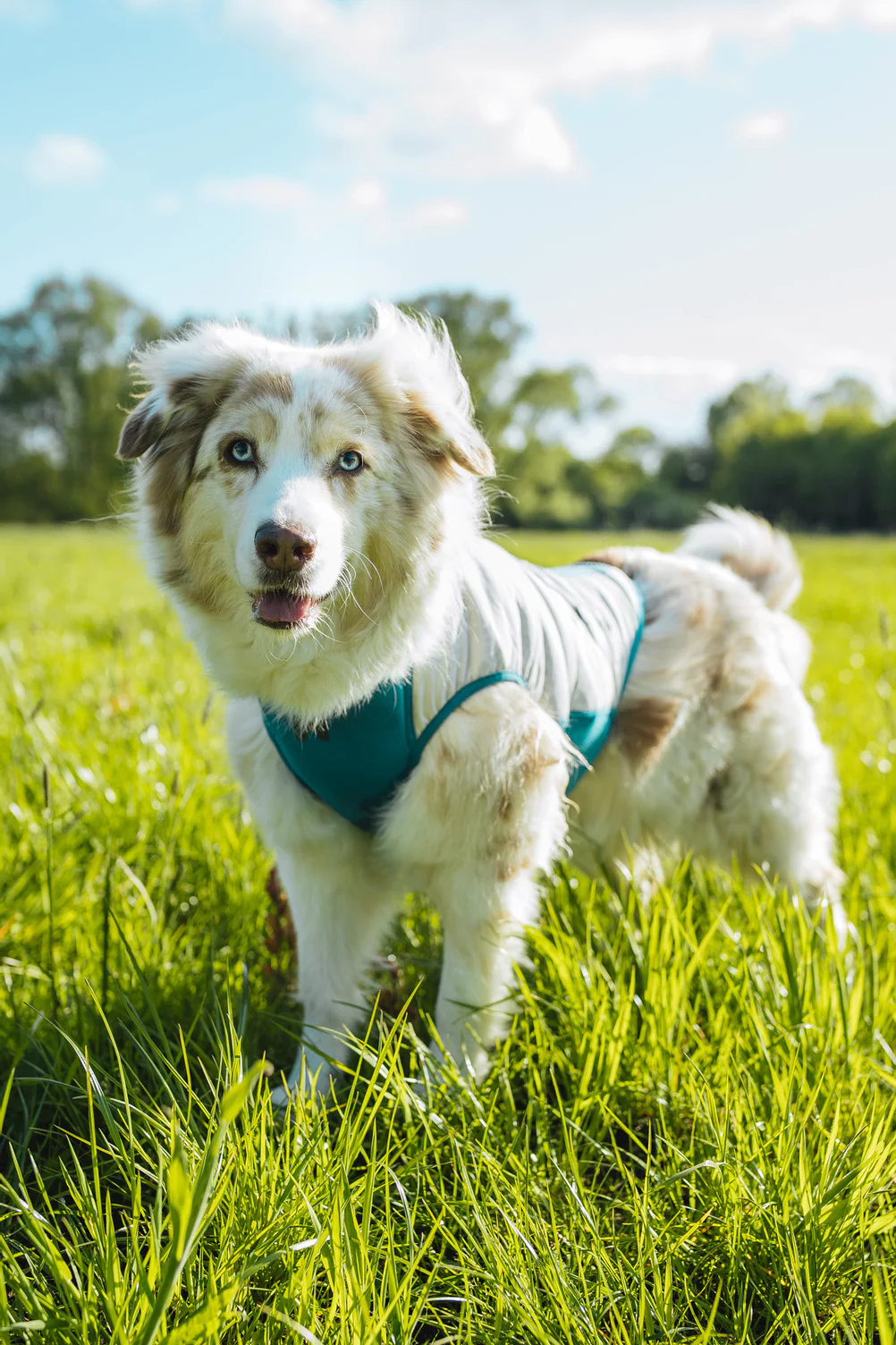 Non-Stop Dogwear Cooling Pull-on Vest