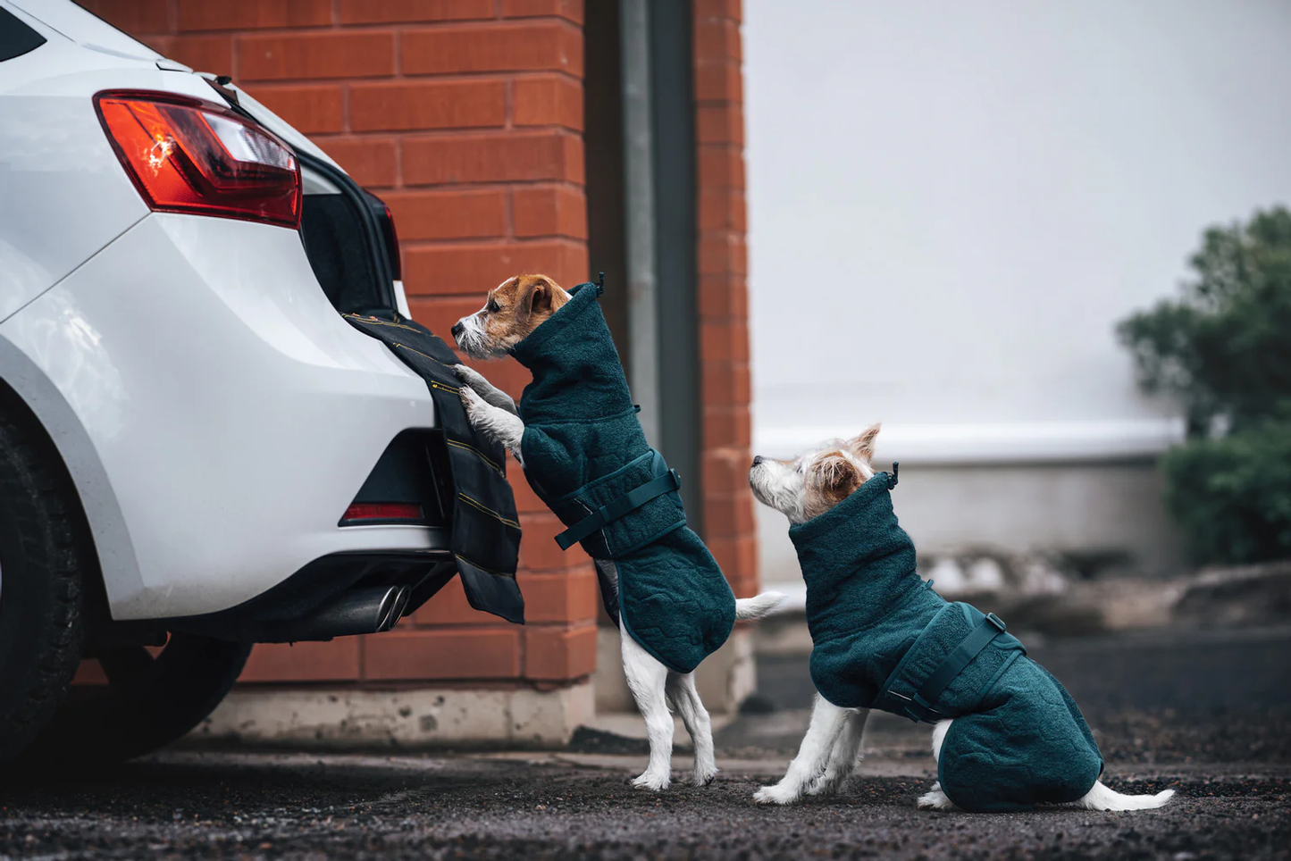 Non-Stop Dogwear Drying Coat