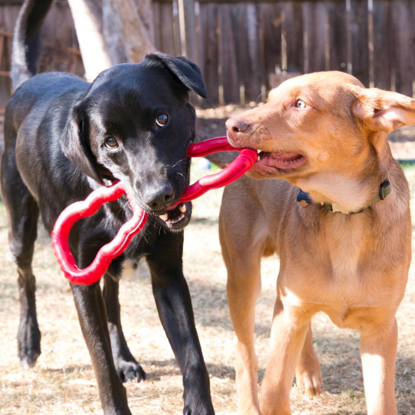 dogs playing with kong tug toy