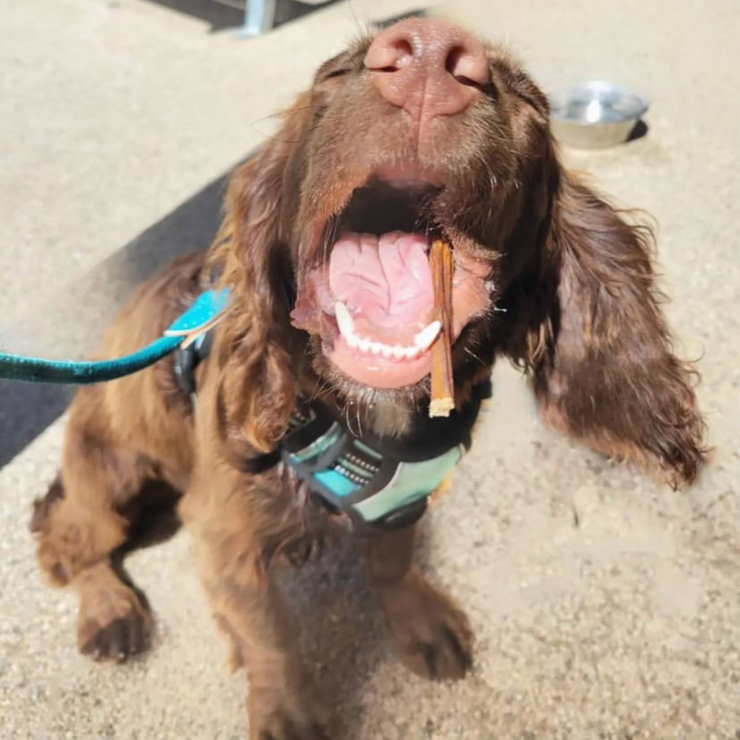 Dog eating pork spaghetti treat