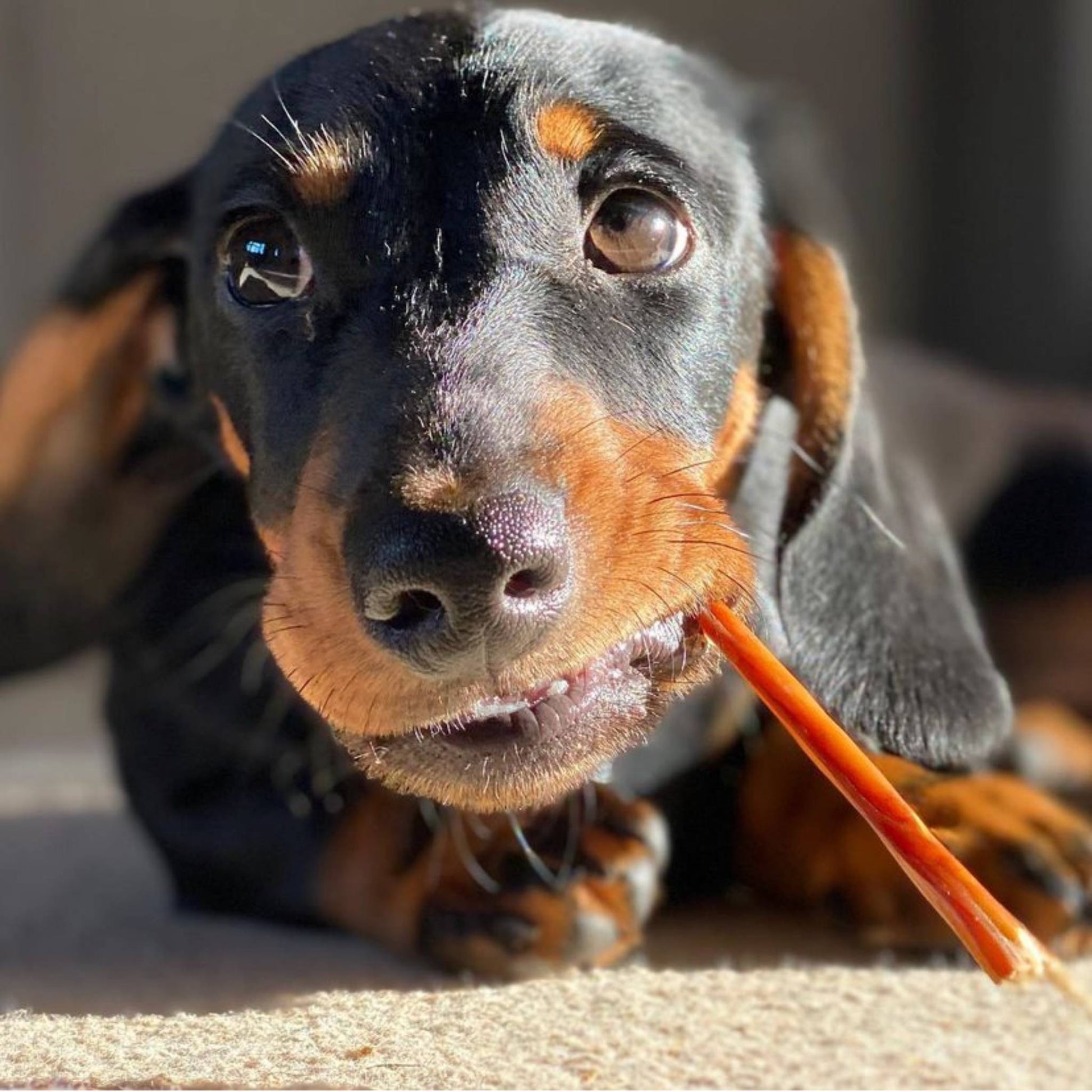 Puppy close up with pork spaghetti