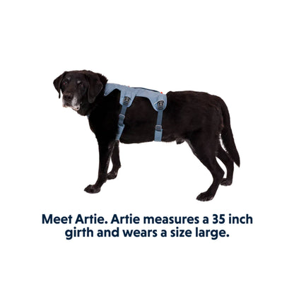 Ruffwear Webmaster Dog Harness Slate Blue Worn