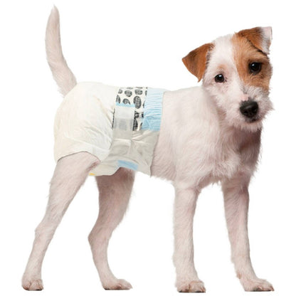 dog wearing diaper