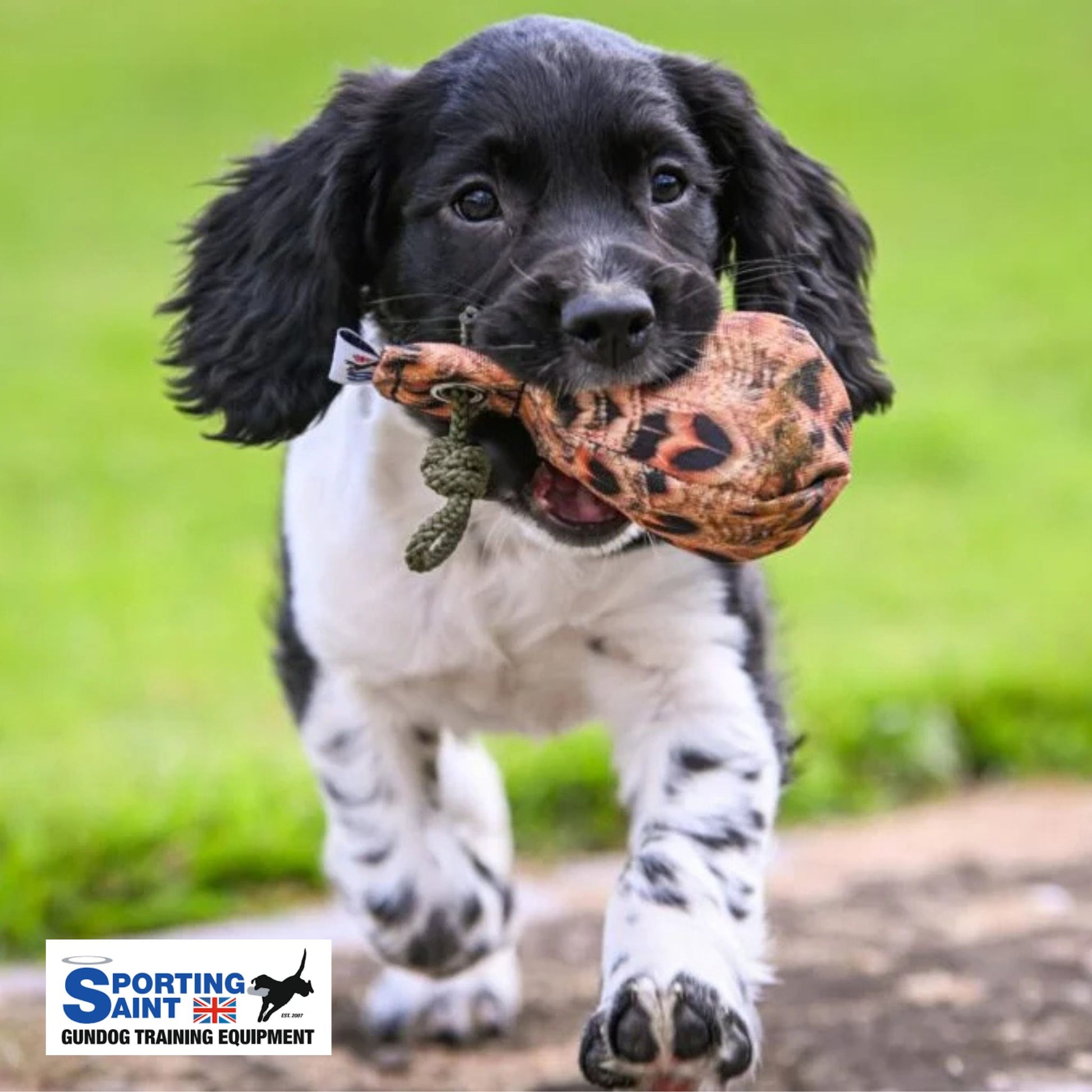 Sporting Saint Dummy Ball In Dogs Mouth