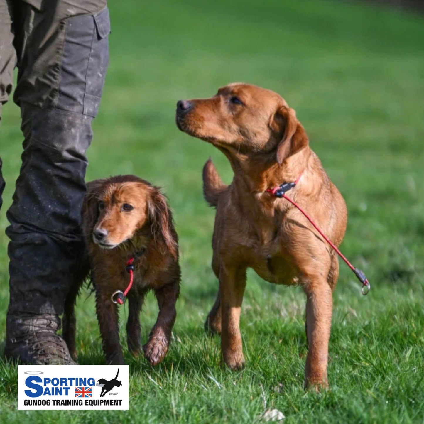 Sporting Saint Pro Slip Collar