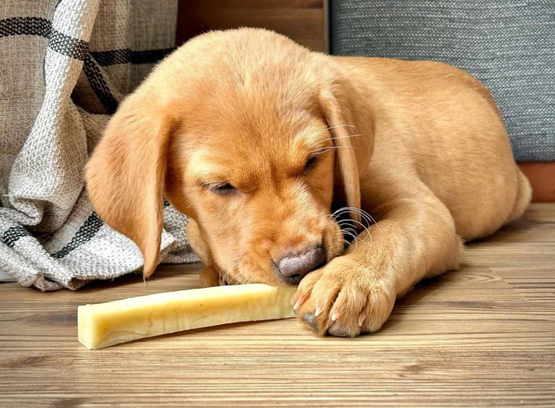 Natural dog treats & puppy chews, raw dog food and grain free dry food
