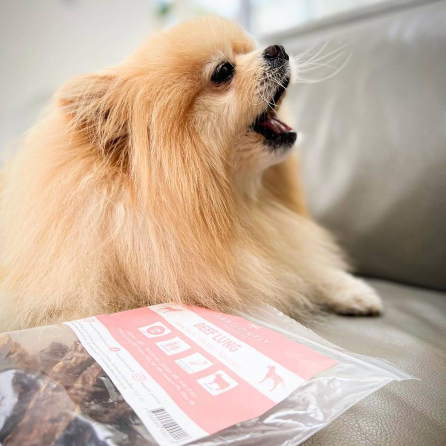 Pomeranian eating a beef lung dog treat