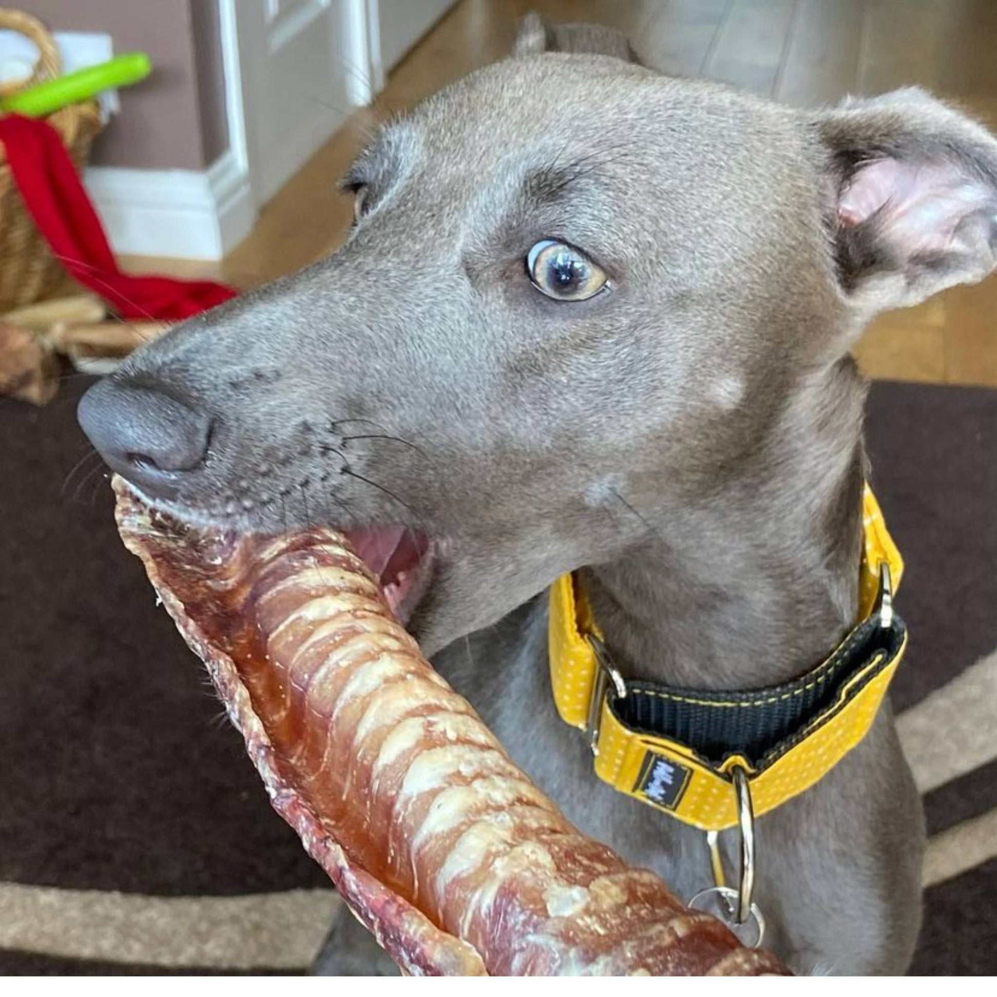 Dog eating large beef trachea