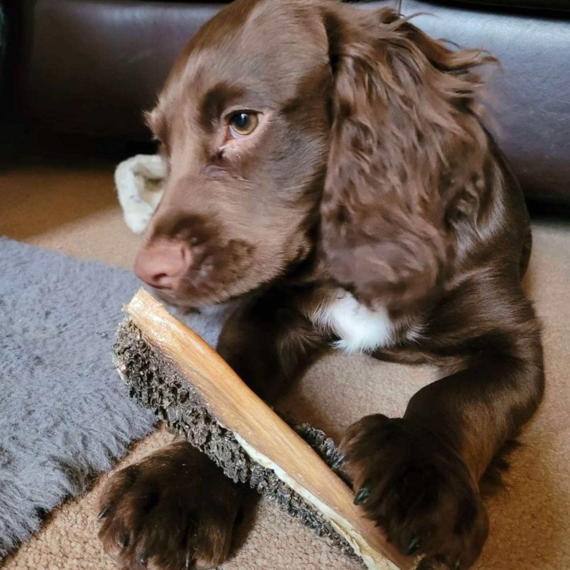 Dog eating a beef tripe stick