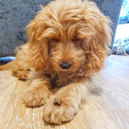 Puppy waiting for training treat