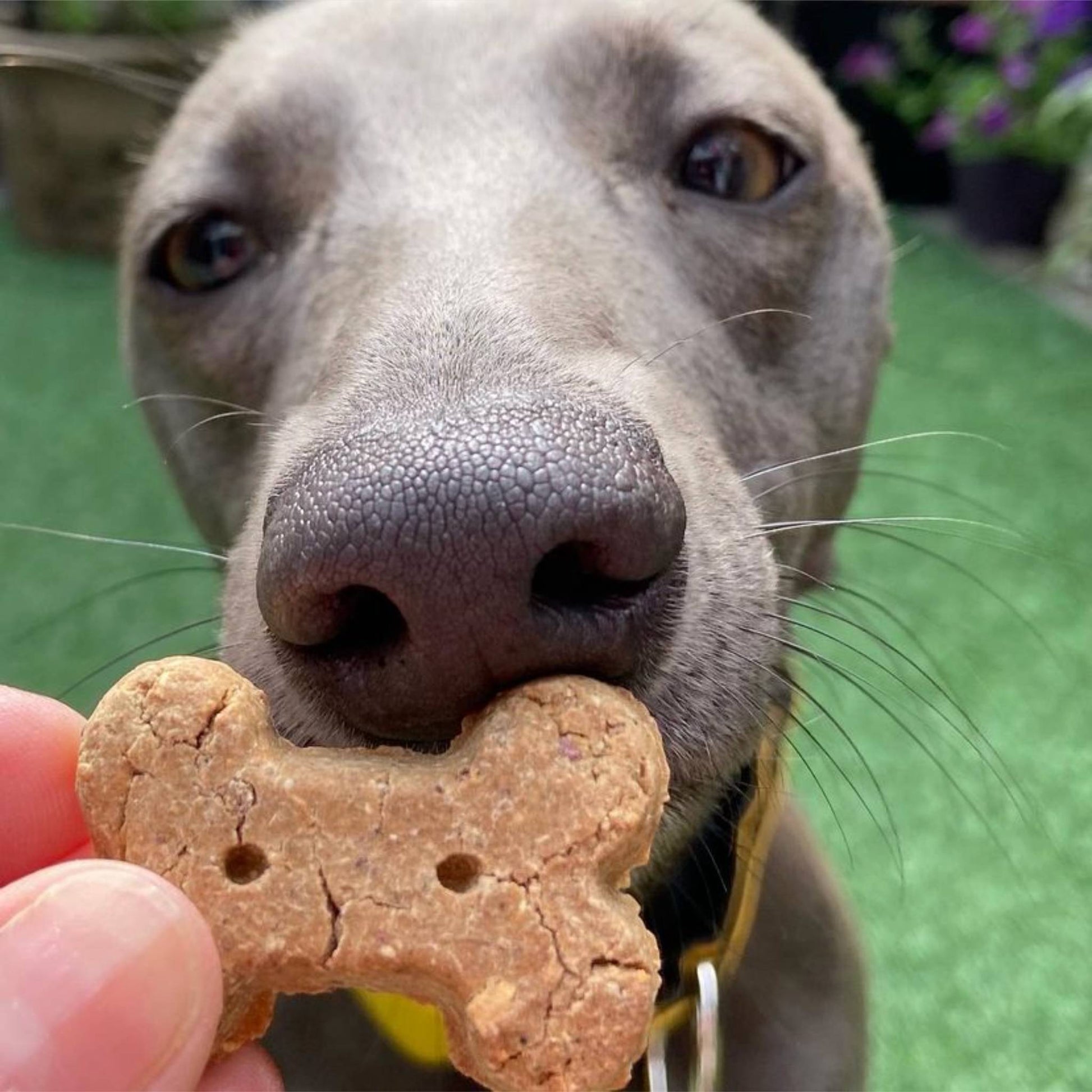 Dog eating biscuit bite