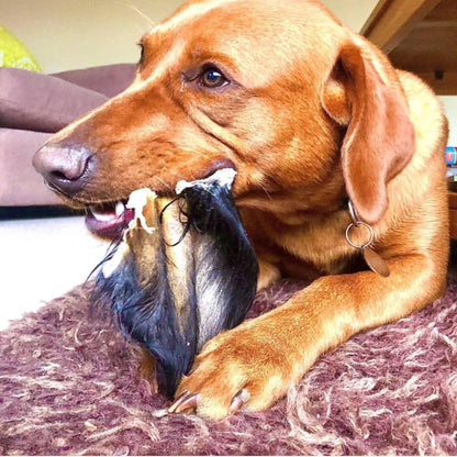 Labrador eating a buffalo ear with fur