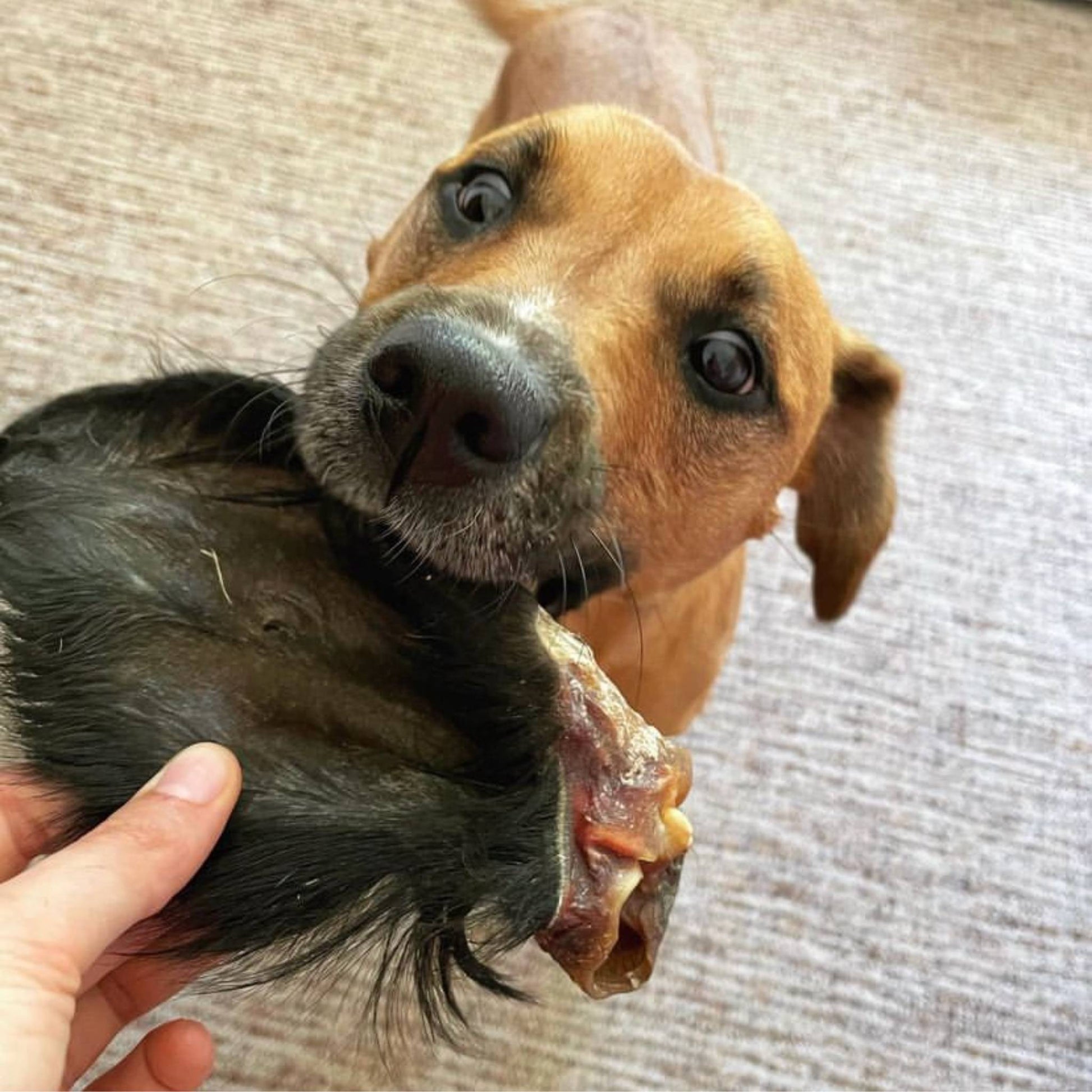 Buffalo ear with fur in dogs mouth