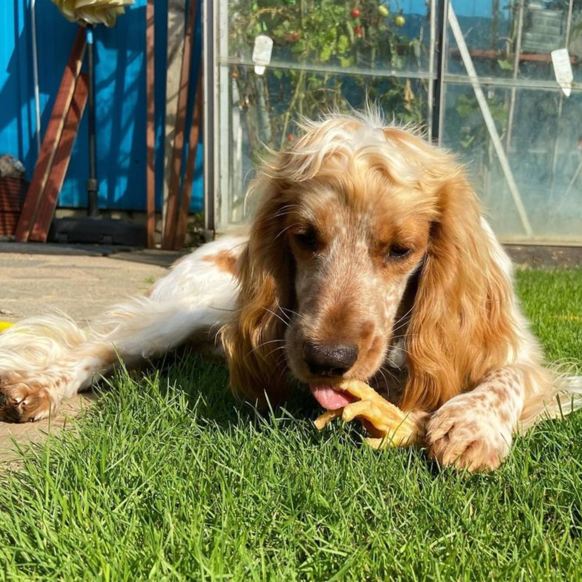Spaniel eating a chicken foot dog chew