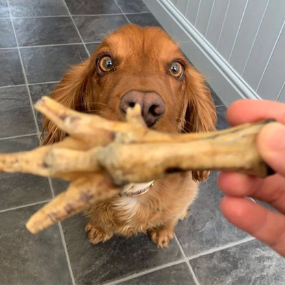 Spaniel waiting for a chicken foot