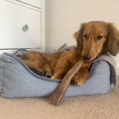 Dog in a bed with a deer antler chew