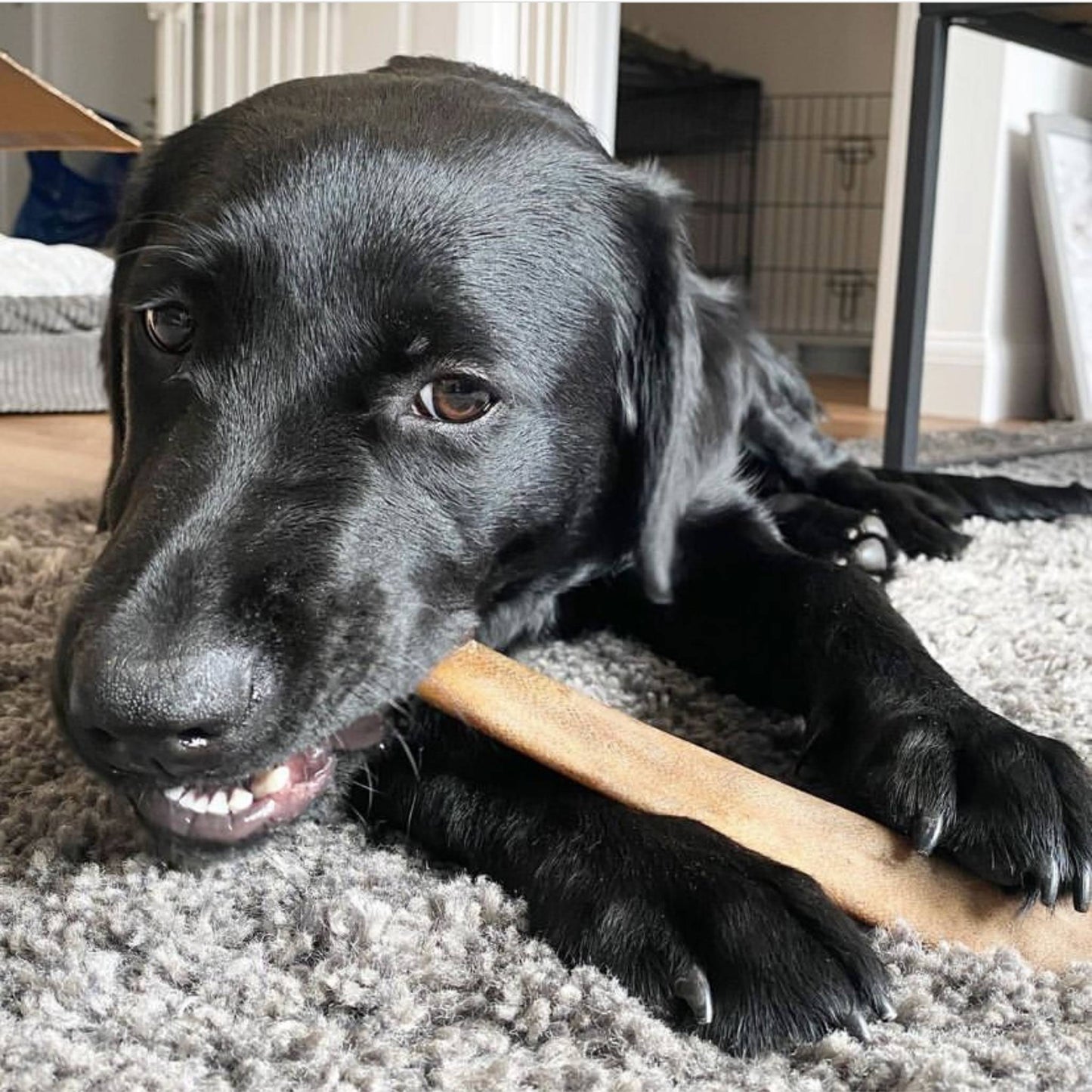 Labrador with a natural venison chew